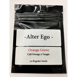 Orange Grove - Cali Orange x Tangie