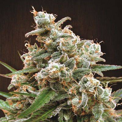 Ace Seeds - Nepal Jam Feminized Seeds