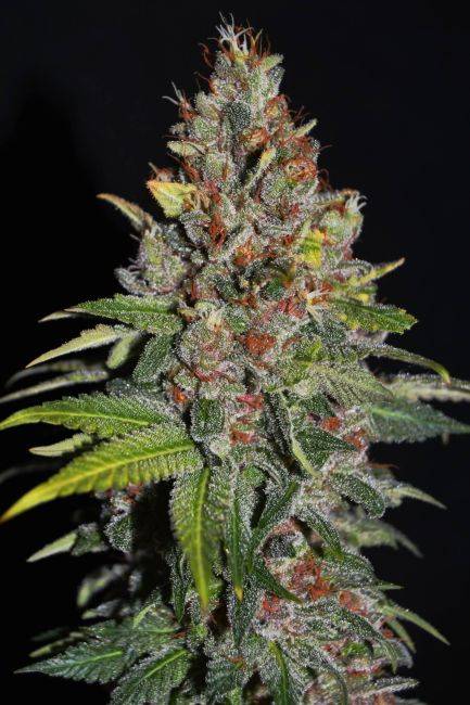 G13 Labs - Tropical Punch