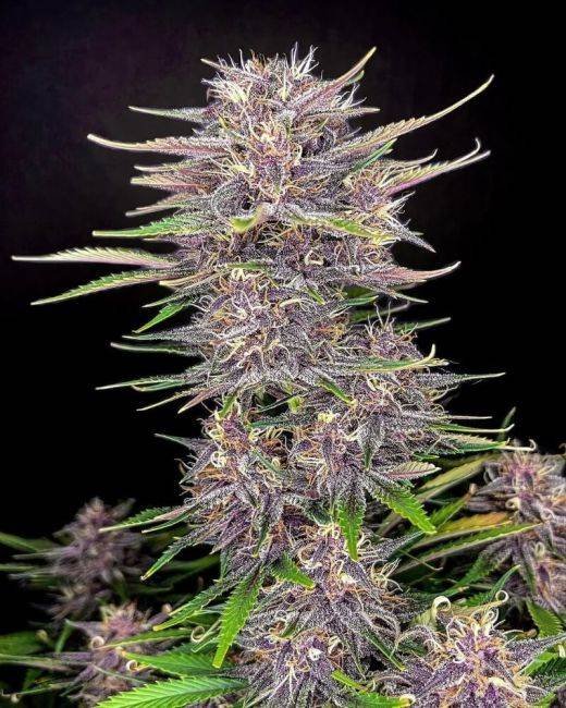 150436_1996667_pimcore_1_1-1.jpg 420 Fast Buds - Banana Purple Punch Auto