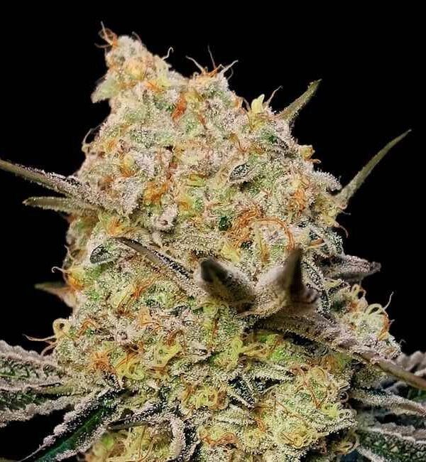 00 Seeds - Gelato Mint