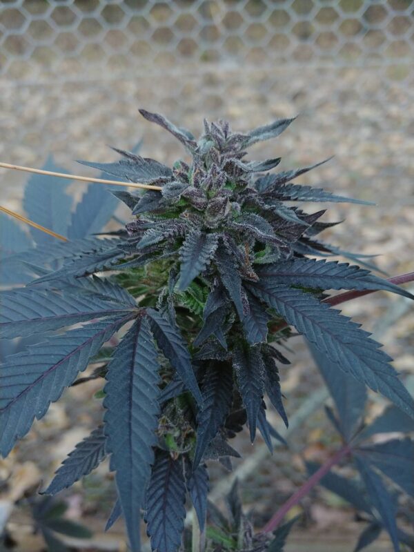 Socal Seed Vault - 36 OG (Black Cold Weather Pheno)