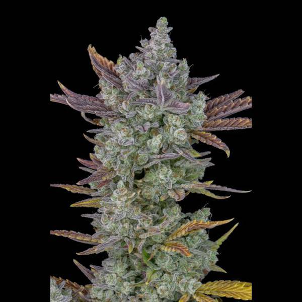 420-Fast-Buds-Gorilla-Cookies-2-1.jpg 420 Fast Buds - Gorilla Cookies Auto