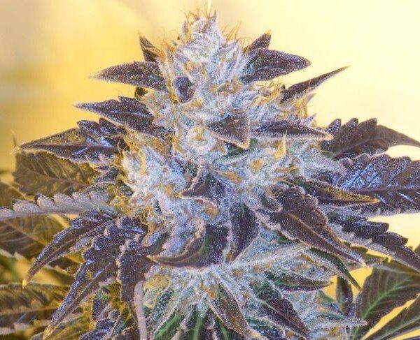 The Cali Connection - Grape OG Feminized Seeds