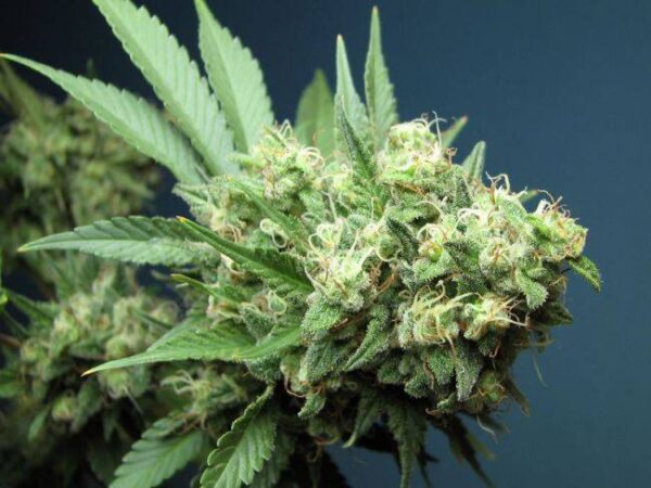 The Cali Connection - Alien OG Feminized Seeds
