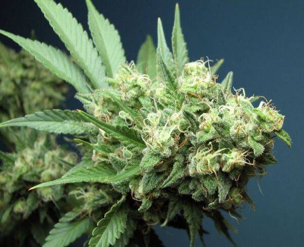 The Cali Connection - Alien OG Feminized Seeds
