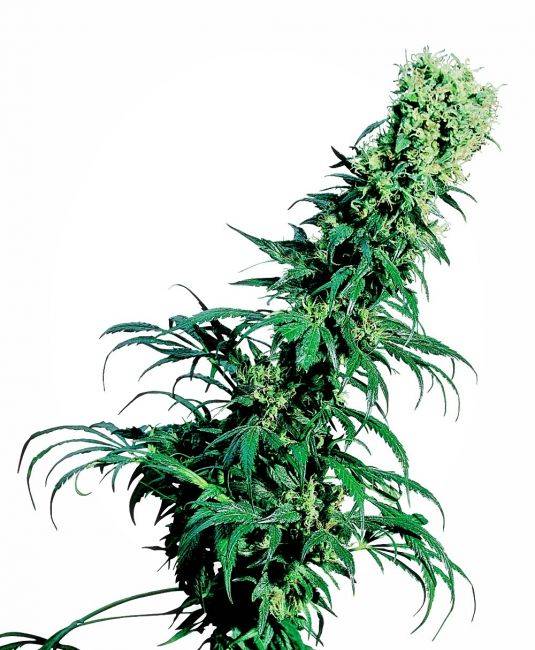Early Pearl Strain by Sensi Seeds, Picture of the early pearl strain with a huge bud cola of some dankness.