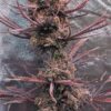 Ace Seeds - Panama Haze Regular Seeds