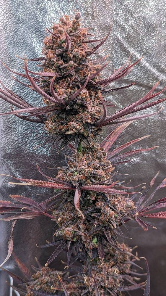 Ace Seeds - Panama Haze Regular Seeds