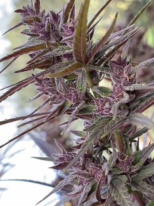 Ace Seeds - Panama Haze Regular Seeds