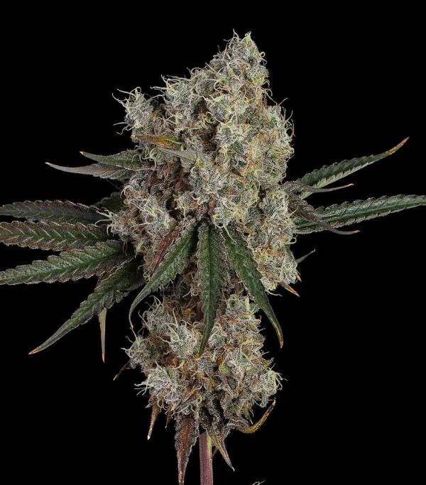 Happy Valley Genetics - Another Level