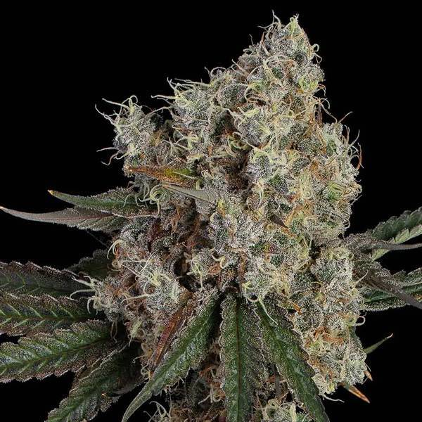 Happy Valley Genetics - Another Level