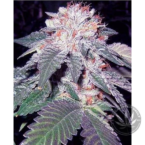 The Cali Connection - Julius Caesar Feminized Seeds