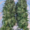 Cherry-Ethanol-by-Socal-Seed-Vault