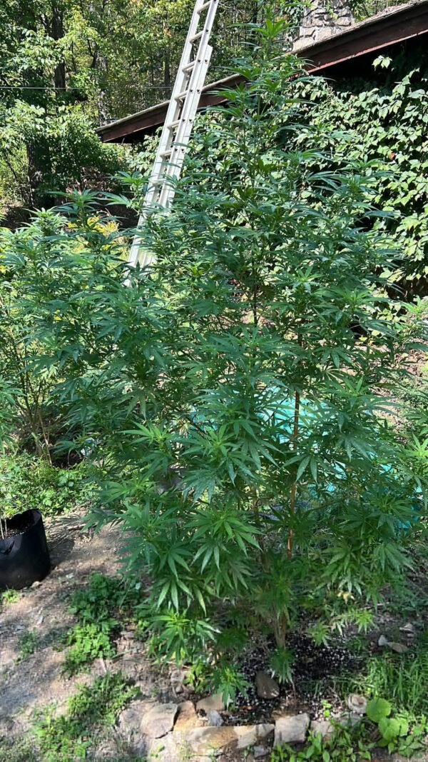 Preservation of Colombian Gold Cannabis Seeds - Old Reeferman Stock