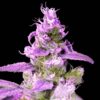 DNA Genetics - Purple Chocolope