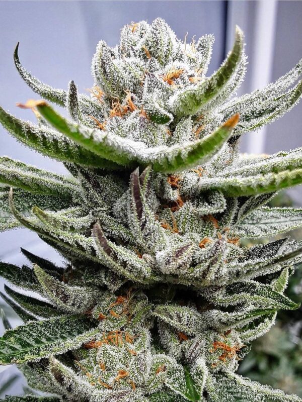 Socal Seed Vault - Dark Chocolate OG