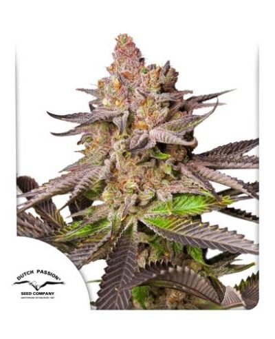 Dutch Passion - Melonade Runtz