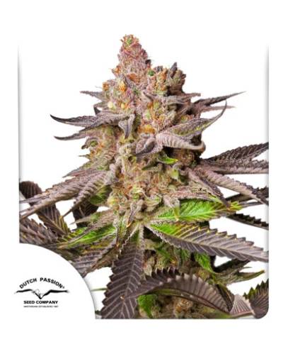 Dutch Passion - Melonade Runtz