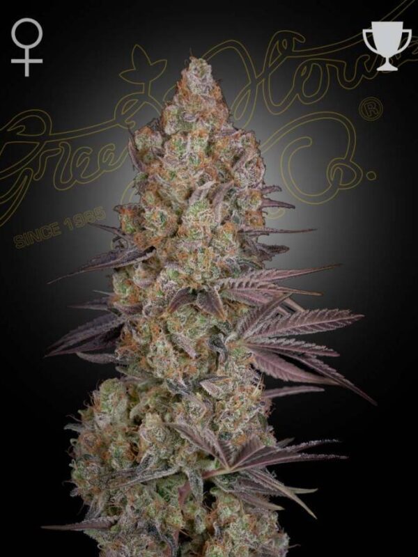 Greenhouse Seed Co. - Exodus Cheese
