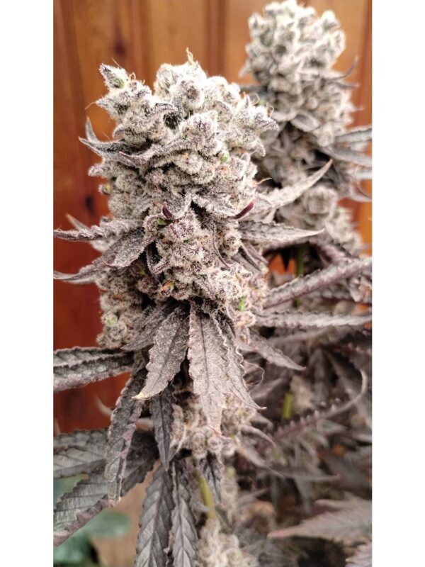 Sharkys Genetics - Flapjacks Feminized Cannabis Seeds