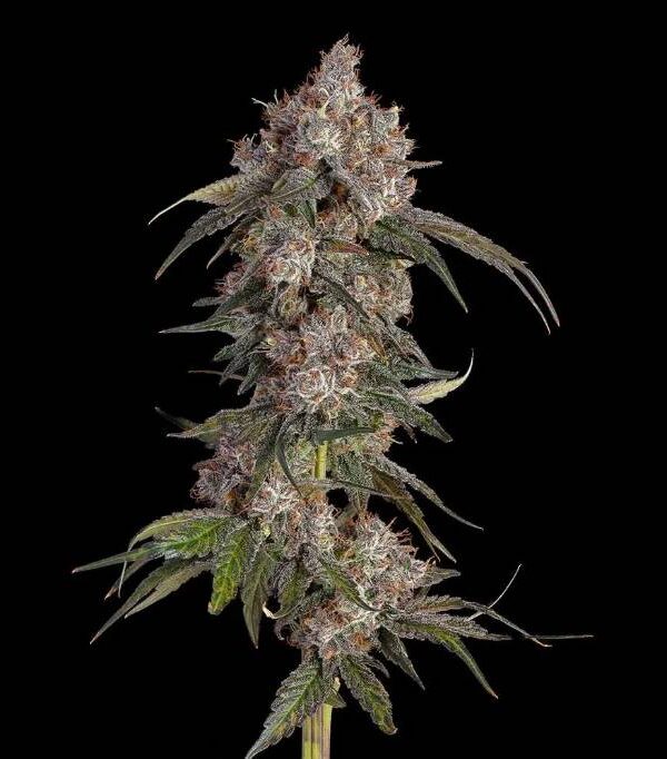 Happy Valley - Game Over cannabis Seeds