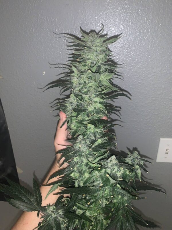 Grand Daddy Purple Seeds by Alter Ego. Big fat buds