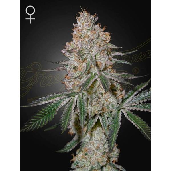 Greenhouse Seed Co. - HighCloudZ