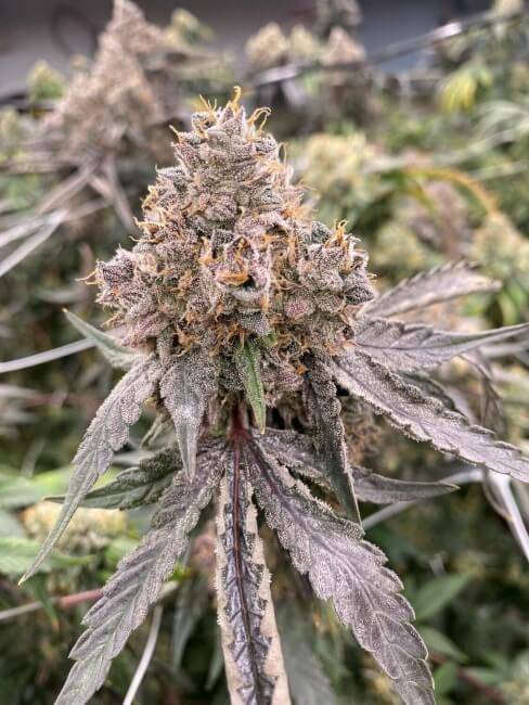 Mosca Seeds - Gummy Bears Auto Fems