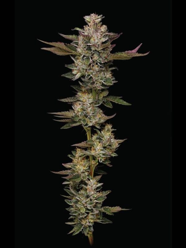 Humboldt Seed Co. - Donutz