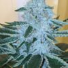 Socal Seed Vault - Kirkwood OG F2 V2.0