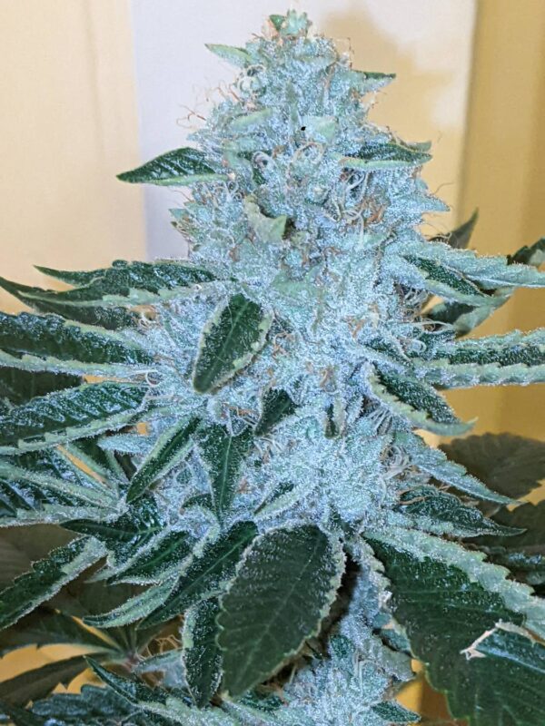 Socal Seed Vault - Kirkwood OG F2 V2.0