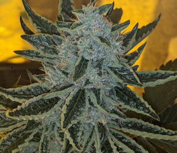 Socal Seed Vault - Kirkwood OG F2 V2.0
