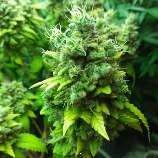 Socal Seed Vault Kirkwood OG Kush Cannabis Seeds F2 V1.0 - Bred in 2016