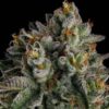 OC-Oranges-2-1.jpg Compound Genetics - OC Oranges