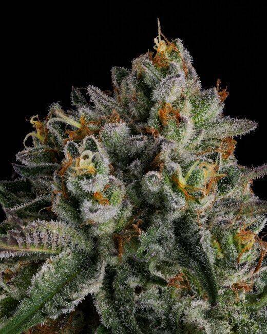 OC-Oranges-2-1.jpg Compound Genetics - OC Oranges