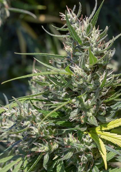 Ace Seeds - Oaxaca A5 Haze