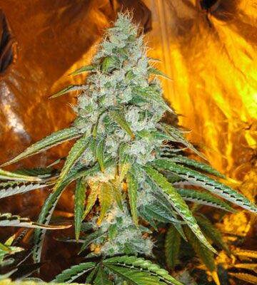 The Cali Connection - Sour Diesel
