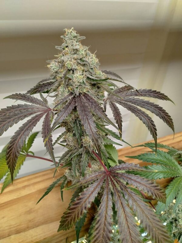 Sharkys Genetics - Purple Bonkers