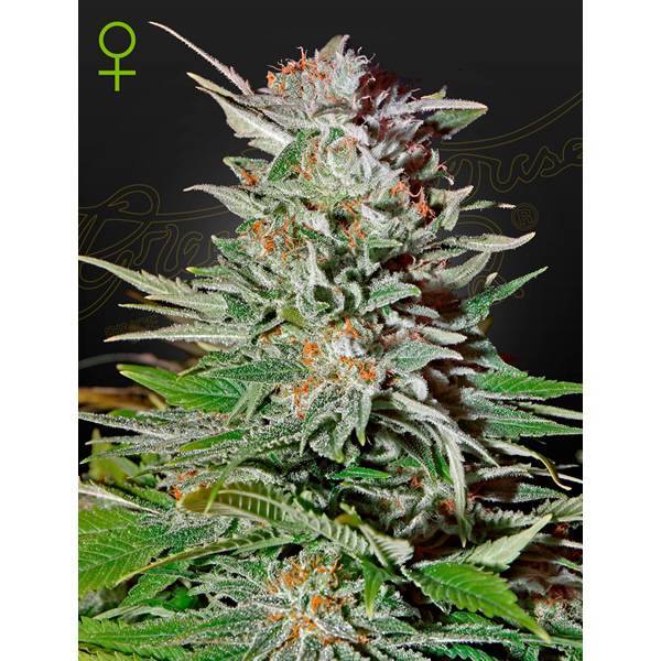 Green House Seeds - Super Lemon Haze (Auto)