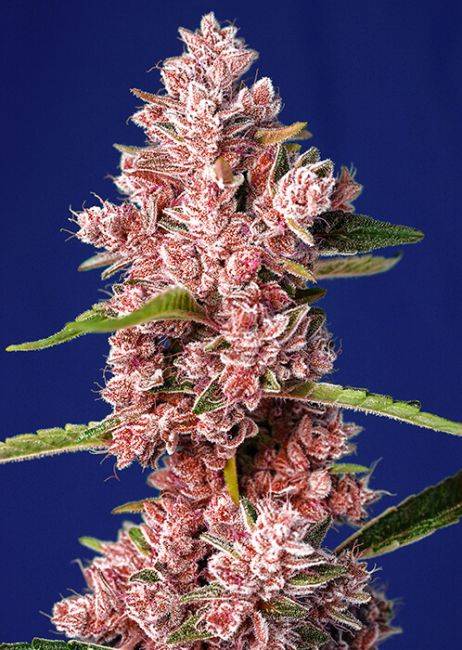 Sweet Seeds - Tropicanna Poison F1 Fast Feminized