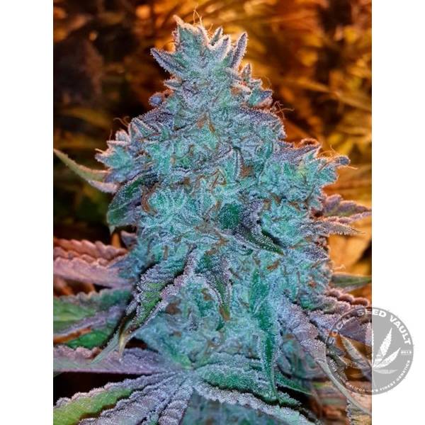 The Cali Connection - Girl Scout Cookies Auto Feminised Seeds - 6