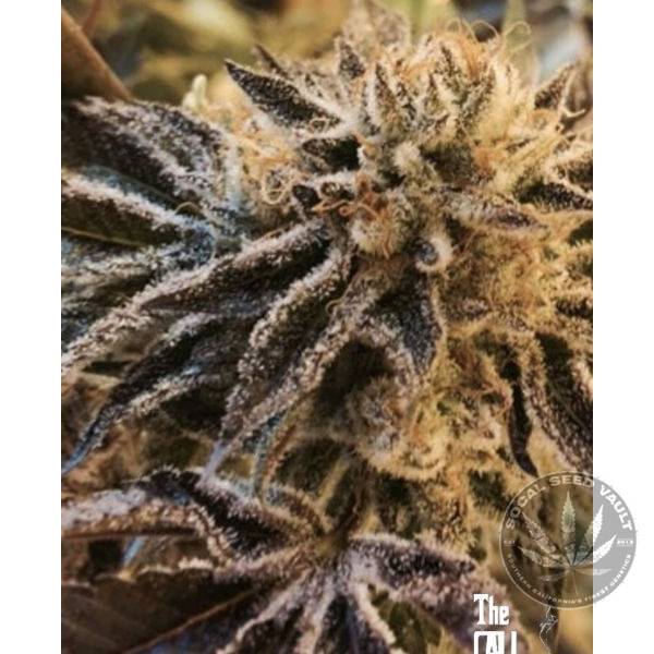 The Cali Connection - Corleone Kush Feminized Seeds