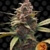 Barney's Farm - Ayahuasca Purple