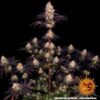 Barney's Farm - Ayahuasca Purple