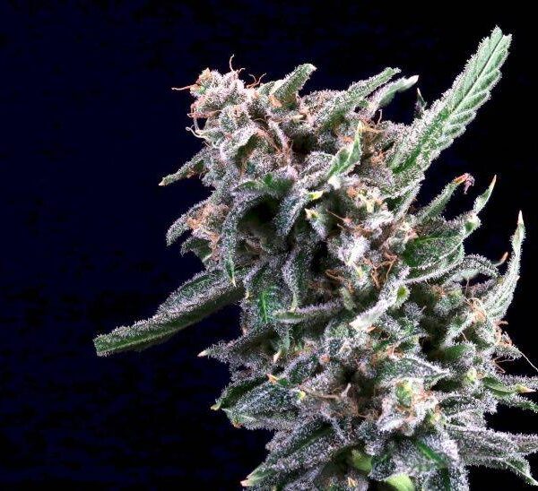 Atlas Seeds - Cherry Lime Reserve - 5 Feminized Seeds