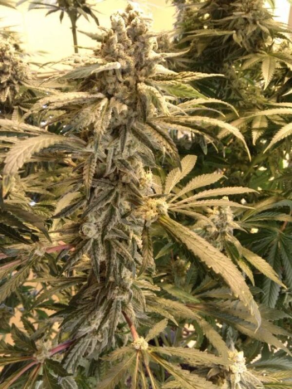 Sharkys Genetics - Do Si Pie