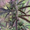 Ace Seeds - Panama Haze Regular Seeds