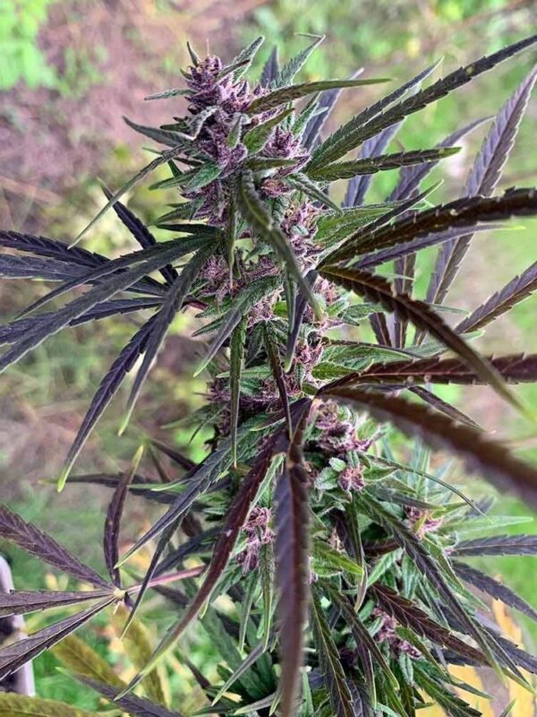 Ace Seeds - Panama Haze Regular Seeds