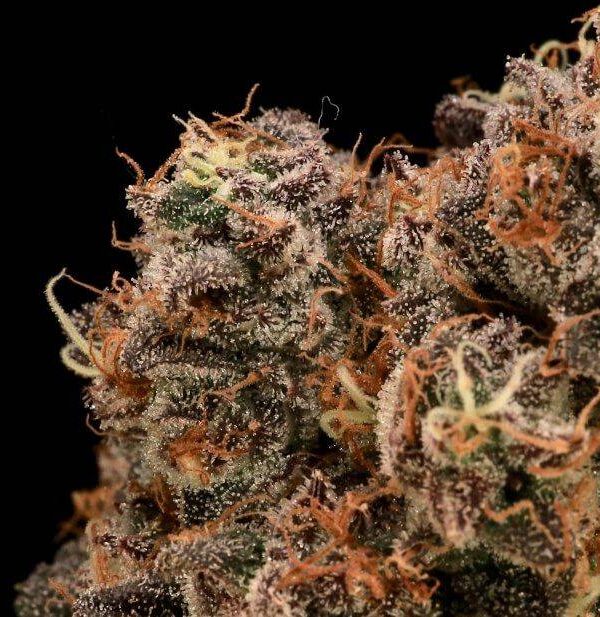 Atlas Seeds - Sour Cherry Diesel - 5 Feminized Seeds